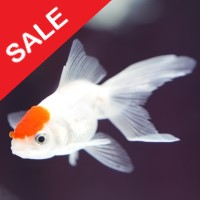 Fish n Grid